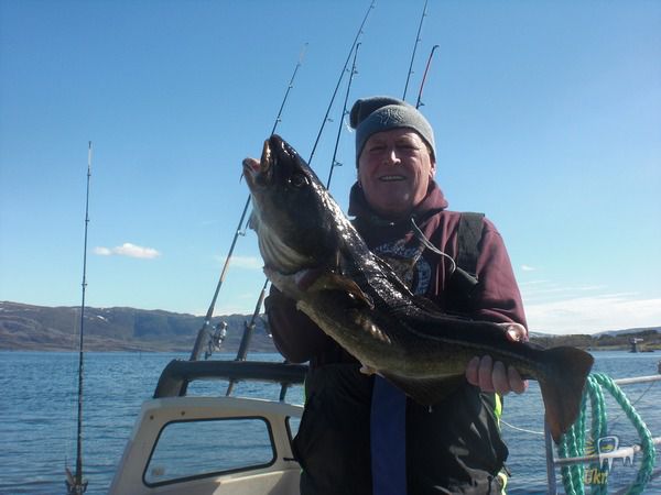 Рибак з Норвегії зловив рекордну тріску вагою понад 55 кілограм. У Норвегії рибак Тоні Лорсен зумів зловити тріску з рекордною вагою в 55,5 кг.