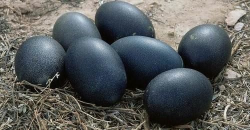 Фермер показав чорні таємничі яйця, коли вони вилупились я був у шоці!. Коли я побачив цих прекрасних створінь, я не повірив своїм очам!
