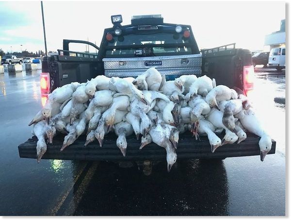 У штаті Айдахо разом з градом з неба посипалися гуси. Прибулі на місце події відповідні служби нарахували понад 50 мертвих снігових гусей.
