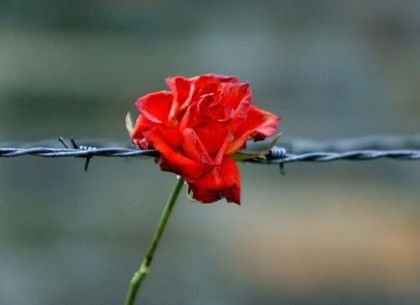 Знаменні події 11 квітня: День визволення в'язнів концтаборів. 11 квітня 1945 року в'язні Бухенвальда підняли повстання, в результаті якого табір було ліквідовано.