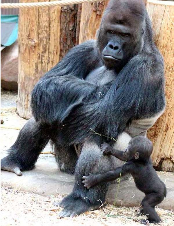 У цієї сварливої горили дійсно немає настрою для гри з дитиною. Малеча смикає ногу батька горили Річарда, але тато не цікавиться грою.
