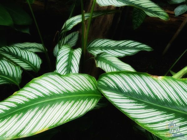 11 кімнатних рослин, які можуть вижити навіть в самому темному кутку. Ці рослини відчувають себе добре при слабкому освітленні.