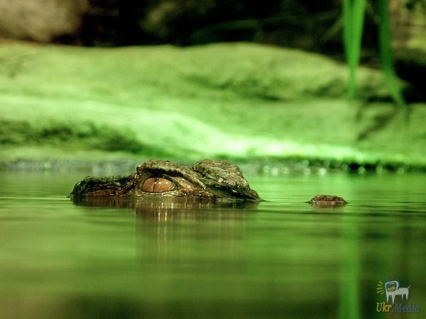 Факти про крокодилів, після яких вам не захочеться купувати з них сумочки. Високоорганізоване серце і крихітний мозок, здатність високо стрибати і лазити по деревах, укус вагою з вантажівку і дивовижна охайність - це лише деякі цікаві факти про крокодилів, які вам, можливо, були невідомі.