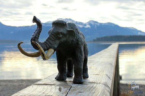 У США приступили до клонування вимерлих тисячі років тому мамонтів з Сибіру. ДНК мамонта, знайдені в Сибіру, будуть імплантовані в клітини звичайного азіатського слона створивши гібрид слона і мамонта.