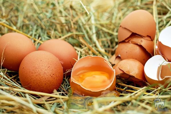 В чому різниця між білими та коричневими яйцями?. Останні вважаються більш привабливими та більш якісними. Але чи так це?