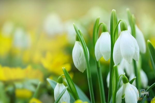 Знаменні події 19 квітня: День проліска. Щорічно 19 квітня в багатьох країнах світу відзначається гарне весняне свято – День проліска.