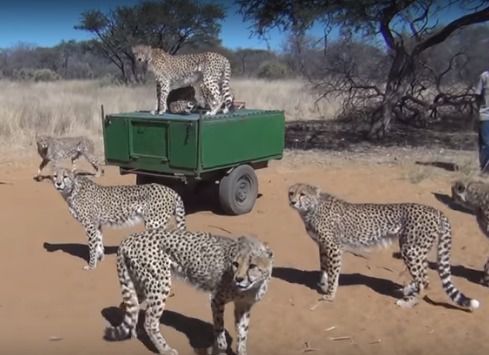 Ці сміливі люди годують з рук одразу 30 гепардів! Ось відео. Як їм це вдається?!