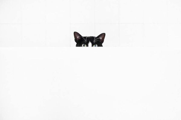 Барвисті і позитивні фотографії пухнастої принцеси Чіто. Яскраві знімки з Instagram популярної кішки Чіто.
