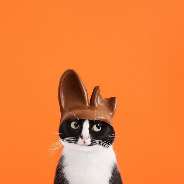Барвисті і позитивні фотографії пухнастої принцеси Чіто. Яскраві знімки з Instagram популярної кішки Чіто.