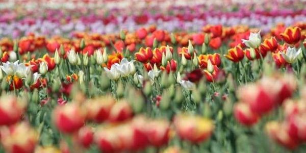 Фестиваль тюльпанів стартував на Буковині. На гектарі землі в цьому році висадили понад 50 сортів тюльпанів.