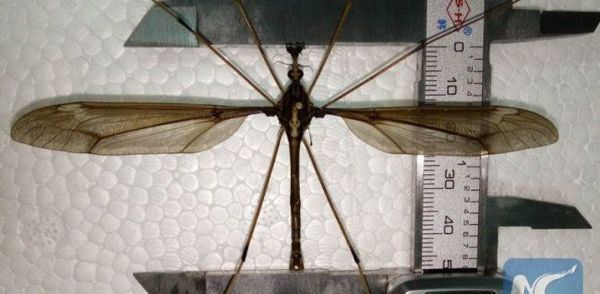 У Китаї виявили самого величезного комара в світі. В світі нараховується десятки тисяч видів комарів.