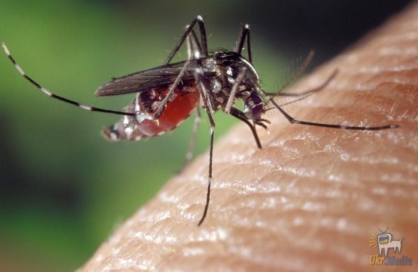 У Китаї виявили найбільшого в світі комара. Китайські вчені виявили великого комара, розмах крил якого сягає 11,15 см.