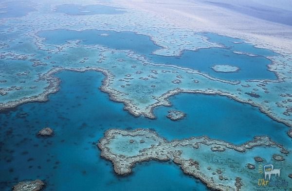 Автсралія намагається врятувати Великий бар'єрний риф. Австралія намагається захистити та відновити Великий бар'єрний риф, який постраждав від високих температур у 2016 та 2017 ...