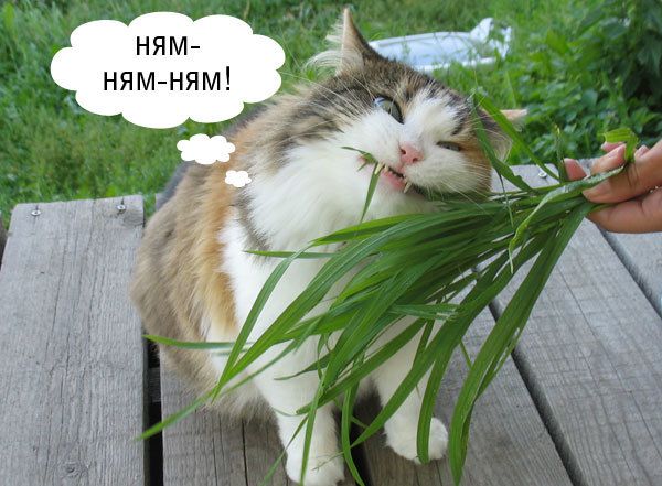 5 причин чому і навіщо кішки їдять траву - пирій. Кішки - хижаки, пристосовані харчуватися виключно м'ясом, однак власники часто можуть спостерігати, з яким задоволенням їх кішка їсть траву.