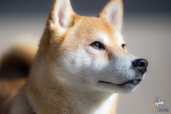 Рев собаки розчулив сотні тисяч користувачів Twitter (відео). Господиня собаки породи Сіба-іну на ім'я Аманда показала, як її вихованець реагує на звернення до нього.