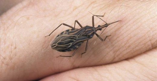 «Жук-вбивця» – найнебезпечніший жук на нашій планеті!. Погляньте на цю картинку і запам'ятайте на все життя:.
