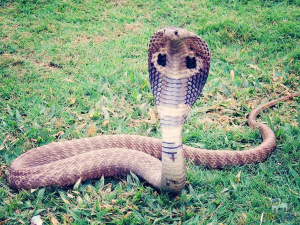 В село приповзла величезна кобра і попросила людей про допомогу (відео). Зустріти змію на вузькій доріжці не бажають і злому ворогу.