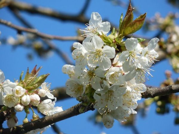 Українців на вихідні чекає тепла погода, але з дощами і грозами. На вихідних 5 і 6 травня в Україні очікується тепла погода, дощі з заходу країни перемістяться в центральну і північну частину і принесуть пониження температури.