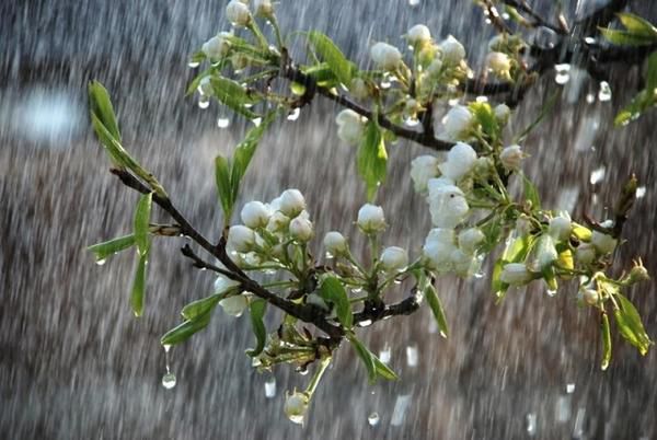 Українцям, 7 травня  синоптики обіцяють зниження температури, але з дощами і грозами. У понеділок, 7 травня, на території України очікується дощова погодас.