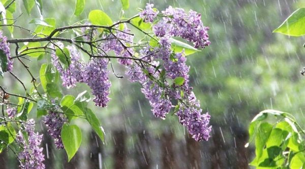 Прогноз погоди на 8 травня - в Україні збережеться помірно тепла погода і можливі дощі. В Україні у вівторок збережеться помірно тепла погода, на заході і півдні можливі дощі.