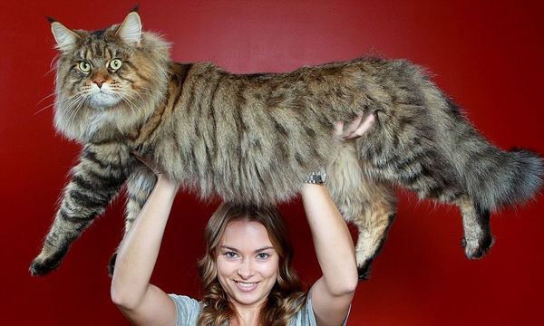 16 мейн-кунів, порівняно з якими ваш котик виглядатиме крихітним. Мейн-кун — одна з найбільших порід домашніх кішок. У 2010 році титул найдовшою кішки в Книзі рекордів Гіннесса отримав мейн-кун Стьюї — його довжина від кінчика носа до кінчика хвоста становить 123 сантиметри.