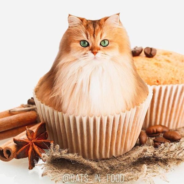 Коти в їжі — дуже цікавий проект від російської художниці, який треба побачити. Котики і їжа — дві улюблені речі інтернету в одному!