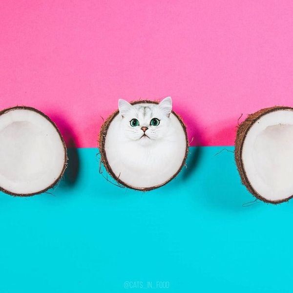 Коти в їжі — дуже цікавий проект від російської художниці, який треба побачити. Котики і їжа — дві улюблені речі інтернету в одному!