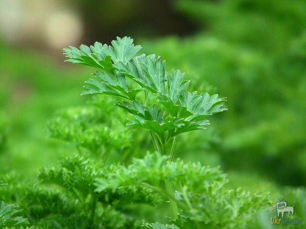 7 видів корисної зелені! - вирощуйте ліки на грядках та підвіконні. І не потрібні ніякі пігулки!