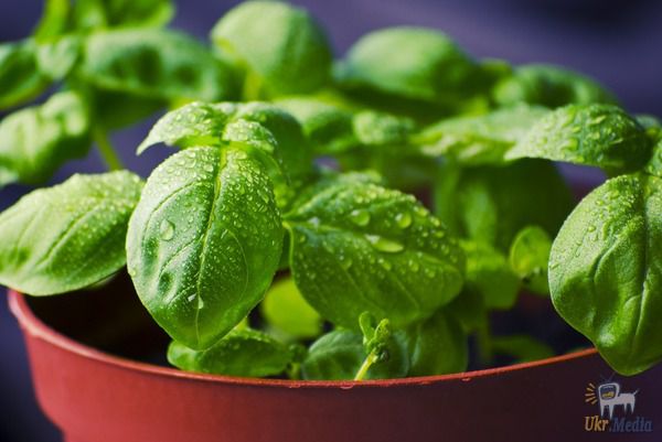 7 видів корисної зелені! - вирощуйте ліки на грядках та підвіконні. І не потрібні ніякі пігулки!