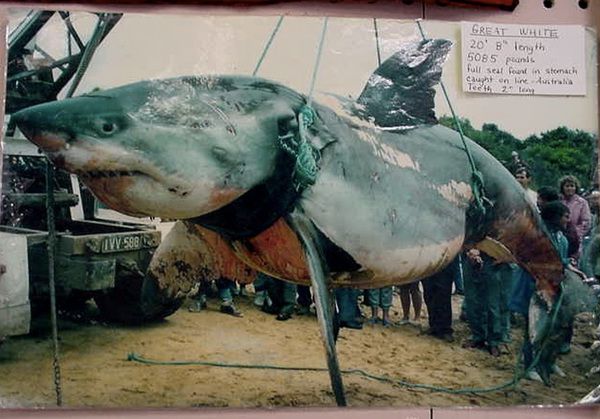 Найбільші акули, спіймані людиною. Який рибак не мріє зловити велику рибу.