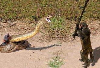 Мавпа рятує гризуна, який попався гігантській змії. На такий вчинок наважиться не кожна людина! Беріть приклад.