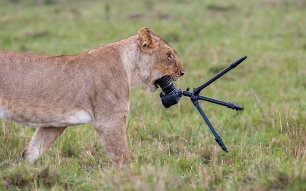Левиця вкрала камеру і зняла своє кіно з гонитвою і пригодами. Знімальна група в Кенії настільки втомила левицю, що та взяла й викрала камеру у оператора.