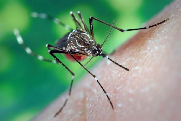 Будьте обережні! Від укусів комарів можна тяжко захворіти. Якими хворобами можна заразитися від укусу, здавалося б, досить нешкідливого крихітні комахи.