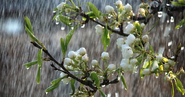 Прогноз погоди 14 травня - буде прохолодно, очікуються короткочасні дощі. У понеділок, 14 травня, погода в Україні істотно не зміниться, буде прохолодно, очікуються короткочасні дощі.