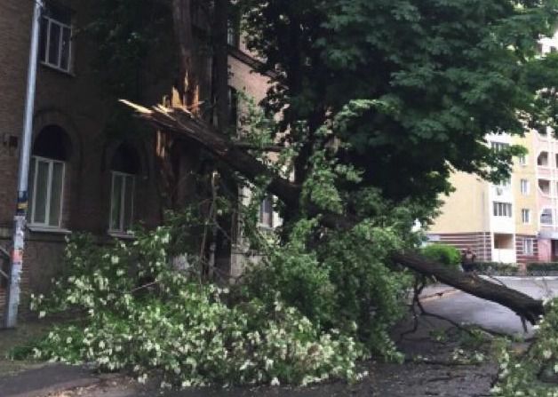 У Києві штормовий вітер повалив дерева. Величезне дерево впало в районі Індустріального моста.