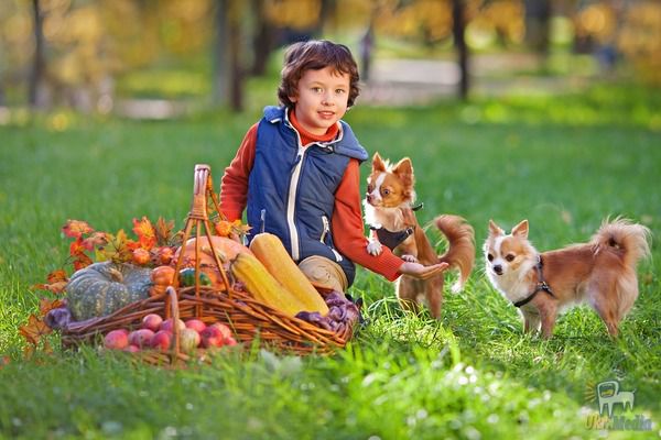 Породи собак для дітей - 4 найдобріших. Якщо в сім'ї є маленькі діти, з'являються сумніви: чи варто заводити собаку?