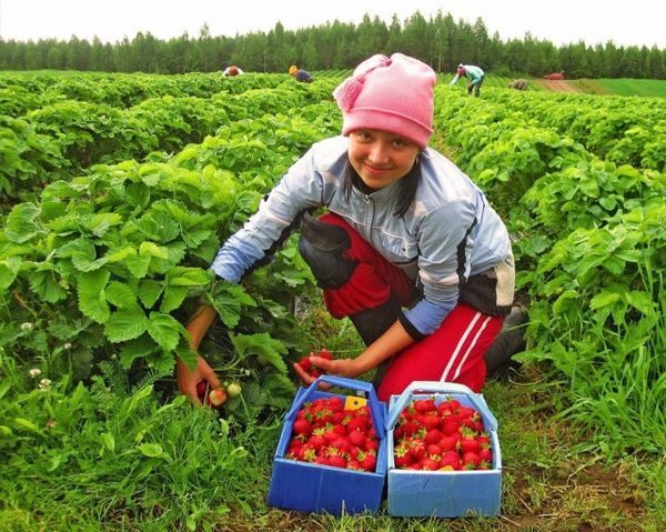 Чи будуть поляки занижувати зарплати сезонним робітникам: чого чекати українцям. Нові трудові договори з українськими заробітчанами.