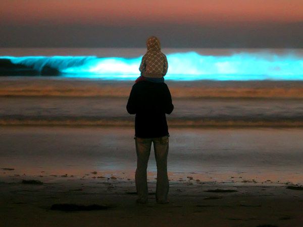 У Каліфорніі засяяв океан - наче казка. Відео. У Сан-Дієго завдяки фітопланктону вже кілька днів світиться океан.