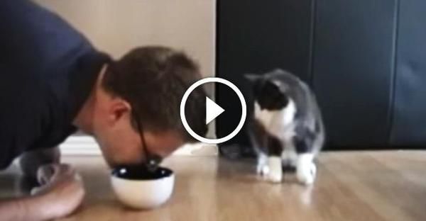 Кіт у подиві: чому господар їсть з його миски? Те, що зробив хвостатий, викликає сміх! (відео). Добре ще, що цілий лишився...