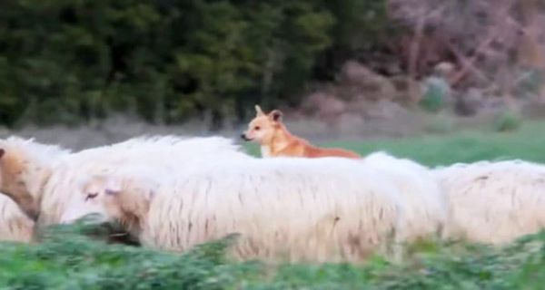 Собаку-пастуха зняли на відео в момент напруженої "роботи"! Тепер вся Мережа регоче над цим родео з вівцями! (відео). Собак часто використовують для охорони овець, бо ці тварини енергійні і володіють прекрасним інтелектом.
