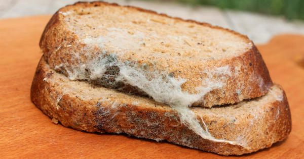 Що станеться, якщо з'їсти хліб з цвіллю. Цвіль може в одну ніч з'явитися на самому краї шматка хліба і ви її навіть не помітите. Подумаєш, що може трапитися, — скаже більшість і буде неправа.