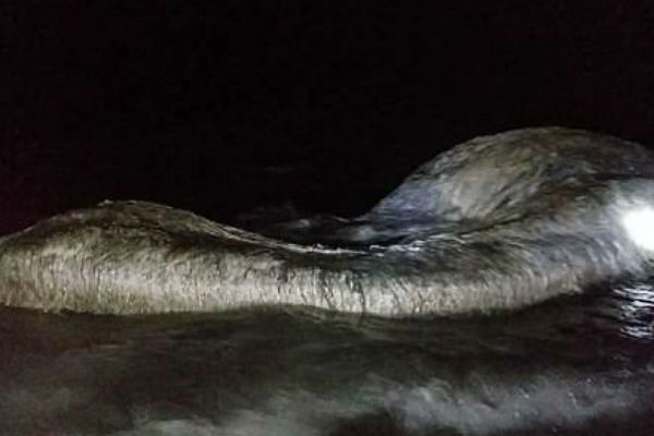 Загадкове морське чудовисько привело в жах філіппінців. Таємничого морського звіра винесло на узбережжя Філіппін.
