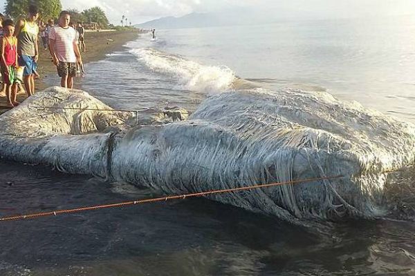 Загадкове морське чудовисько привело в жах філіппінців. Таємничого морського звіра винесло на узбережжя Філіппін.