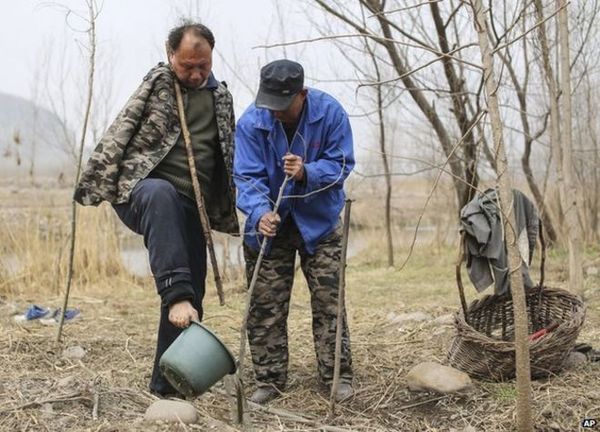 Два китайця з інвалідністю за 12 років посадили 10 тисяч дерев. Щодня в 7 ранку вони йдуть з дому, озброївшись інвентарем.