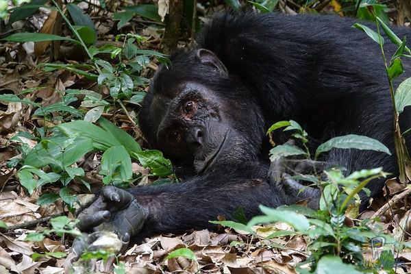 Вчені з'ясували, що постіль людини брудніше гнізда шимпанзе. Дослідники з США з'ясували, що в гнізді шимпанзе набагато менше бактерій, ніж в людському ліжку.