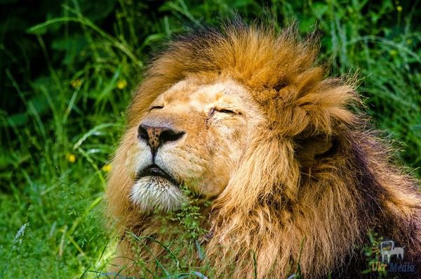 Лев і його дитинча в дикій природі відтворили картину із «Короля лева» (фото). У дикій природі лев і його дитинча були сфотографовані, коли сиділи на скелі під час заходу сонця.