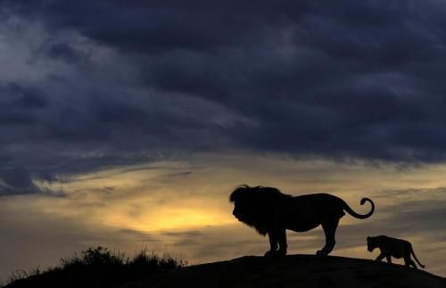 Лев і його дитинча в дикій природі відтворили картину із «Короля лева» (фото). У дикій природі лев і його дитинча були сфотографовані, коли сиділи на скелі під час заходу сонця.