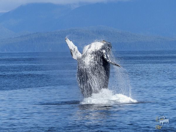 Зграя косаток напала на кита з дитинчам і отримала несподівану відсіч. У затоці Монтерей часто зустрічають горбатих китів, що заходять сюди разом з дитинчатами.