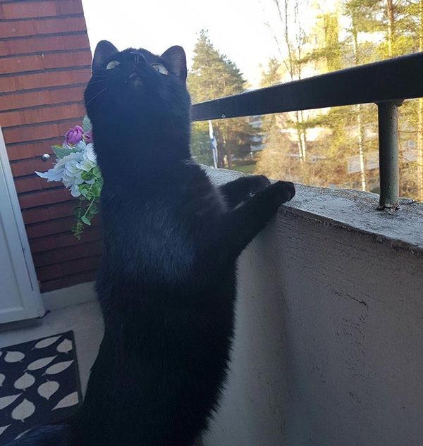 Люди сміються над реакцією цього кота, який вперше вийшов на балкон. Він просто ошелешений.