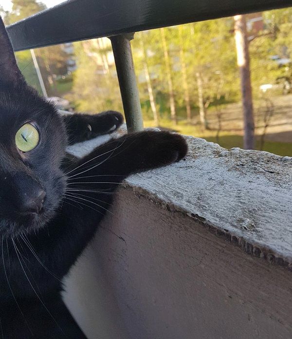 Люди сміються над реакцією цього кота, який вперше вийшов на балкон. Він просто ошелешений.